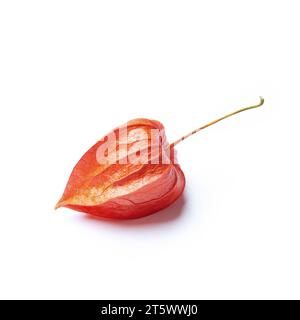 Chinese lantern flower, physalis,  isolated on white background Stock Photo