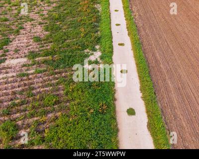 A concrete field path through meadow and field in summer with green grass and brown soil Stock Photo