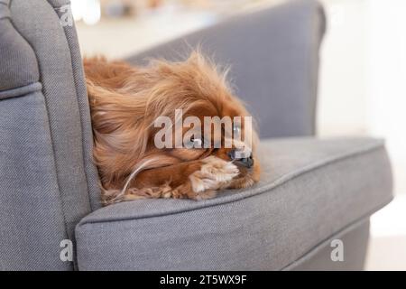 Cute dog resting on comfy armchair Stock Photo
