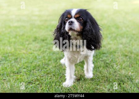 Beautiful dog, cavalier spaniel, standing on the grass Stock Photo