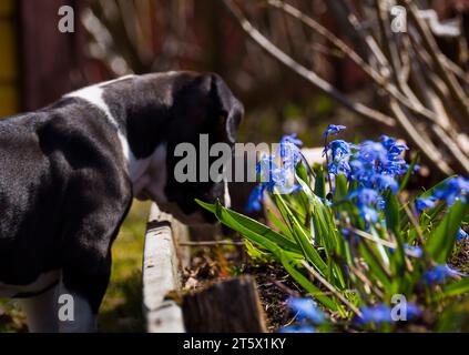 puppy in the spring Stock Photo
