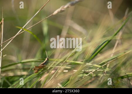 A little meadow grasshopper on a blade of grass in the meadow. Stock Photo