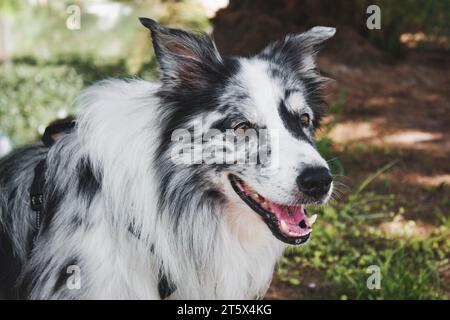 Premium Photo  A closeup shot of a spotted border collie blue merle dog  with heterochromia eyes