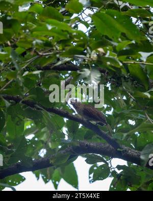 Striated laughingthrush or Garrulax striatus bird closeup perched on tree branch in natural green background foothills of himalaya uttarakhand india Stock Photo