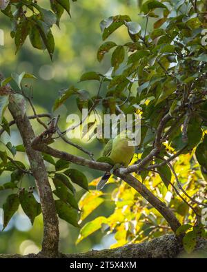 pin tailed green pigeon or Treron apicauda on tree in natural scenic green background during winter season at dhikala jim corbett national park forest Stock Photo
