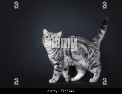 Cute blue tabby blotched British Shorthair cat kitten, walking side ways with a lot of attitude. Looking towards camera with head tilt and tail fierce Stock Photo