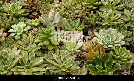 Green succulent plants collection filling the frame. Top view background Stock Photo