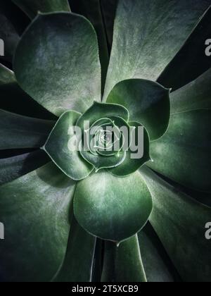 Macro photography of green plant. Close-up of center of succulent with soft green texture and highlighted leaves. Toned image suitable for wall poster Stock Photo