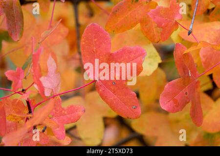 Montpelier Maple, Acer monspessulanum, Autumn, Maple, Leaf Stock Photo