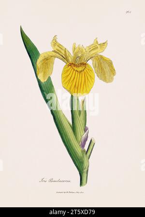Yellow flag iris. Botanical Illustration: Antique Medical Botanical Artwork from a 19th-century Botany Book Plate. Stock Photo