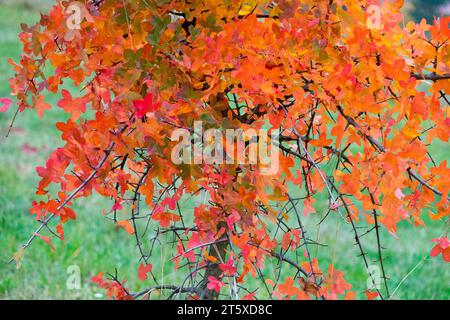 Montpelier Maple, Acer monspessulanum, Maple, autumn, colour, leaves, tree, branches, autumnal, colours Stock Photo