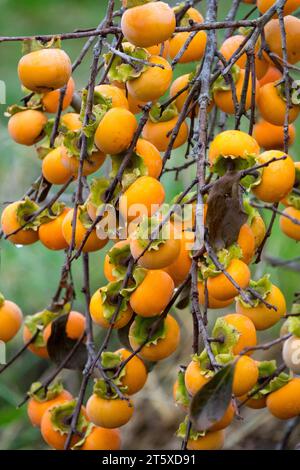 Diospyros, ripening, fruits, on, branches, tree, Persimmon, Diospyros virginiana, Date Plum, autumn, American Persimmon Stock Photo