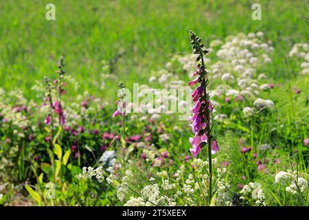 Digitalis purpurea, the Foxglove or Common foxglove growing in meadow in June. The toxic plant is the original source of the heart medicine Digoxin. Stock Photo