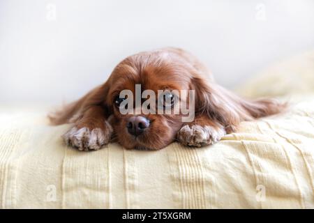 Cute dog, cavalier spaniel resting on yellow blanket Stock Photo