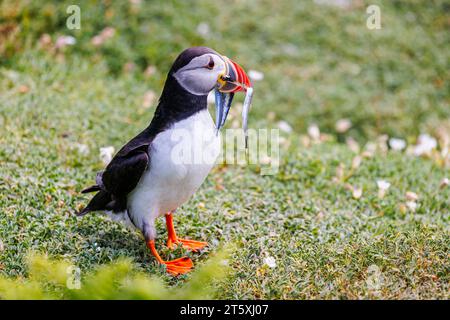 A puffin (Fratercula arctica) returns with sand eels in Skomer, an island off the coast of Pembrokeshire, west Wales, well known for its wildlife Stock Photo