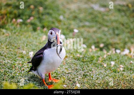 A puffin (Fratercula arctica) returns with sand eels in Skomer, an island off the coast of Pembrokeshire, west Wales, well known for its wildlife Stock Photo