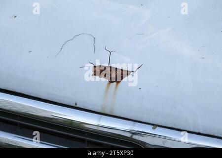 Rust on the front hood of an old car, close-up. An old abandoned rusty white car with damaged paint on the bumper and hood. Stock Photo