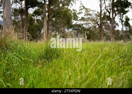 long native grasses on a regenerative agricultural farm. pasture in a grassland in the bush in australia in spring in australia Stock Photo