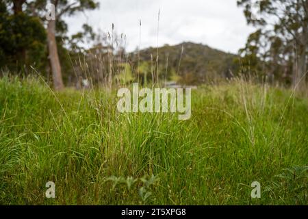 long native grasses on a regenerative agricultural farm. pasture in a grassland in the bush in australia in spring in australia Stock Photo