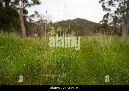 long native grasses on a regenerative agricultural farm. pasture in a grassland in the bush in australia in spring in australia Stock Photo