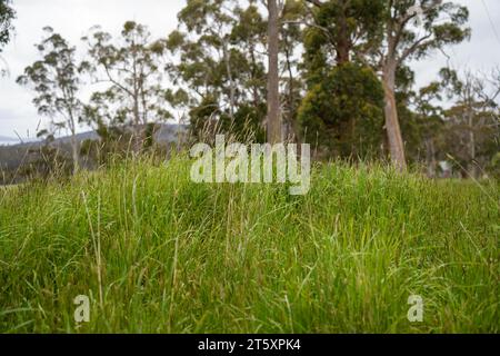 long native grasses on a regenerative agricultural farm. pasture in a grassland in the bush in australia in spring in australia Stock Photo