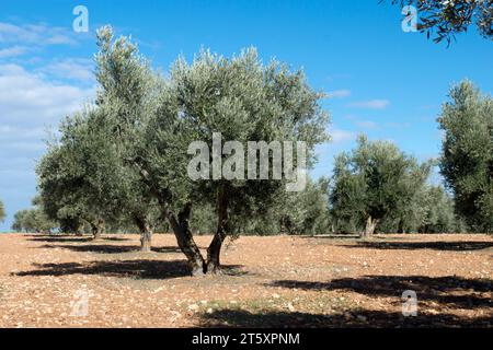 Olivos con aceituna madurando en invierno en olivar español Stock Photo