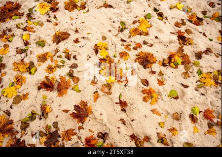 Many colorful autumn leaf lying on wet sand. Seamless abstract background. Stock Photo