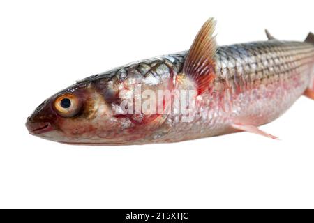 Red-finned mullet (Mugil soiuy, Redlip mullet (Liza haematocheilus)). This fish lives in Eurasia. Acclimatization and breeding facility. Isolated on w Stock Photo