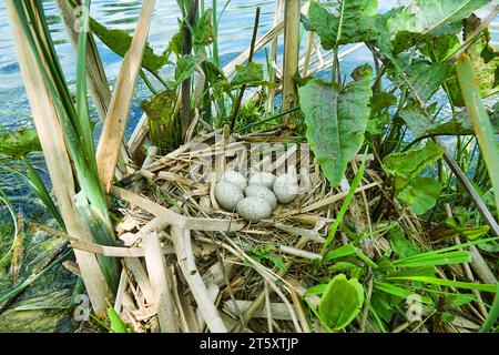 Bird's Nest Guide. Nidology. European coot (Fulica atra) nest on a eutrophied lake with an abundance of cattails Stock Photo