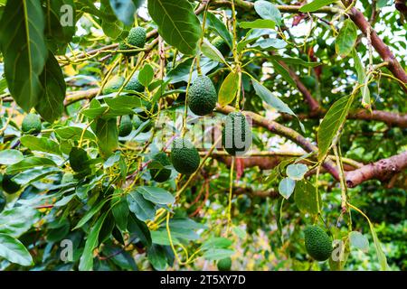 Growing avocado fruits hanging on a Persea americana tree branch close up Stock Photo