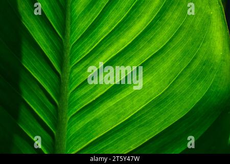 full frame leaf pattern texture background Stock Photo