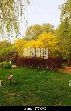 Sophora japonica and green plants Stock Photo