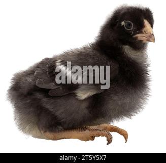 Very young chicken chick from the Dominique breed that looks surprised at something. Stock Photo