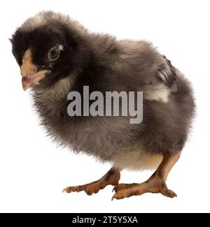 Impatient look on the face of a very young Dominique chicken chick. Stock Photo