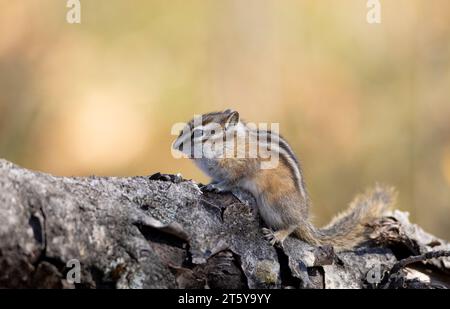 Least chipmunk on tree linb eating Stock Photo