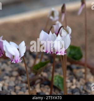 Cyclamen hederifolium Stock Photo