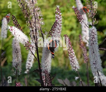 Red Admiral butterfly on Actaea simplex Atropurpurea Group Stock Photo