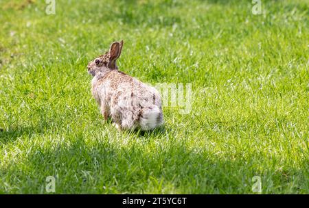 a wild rabbit in a yard Stock Photo