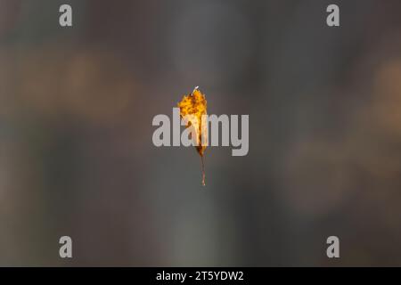Fallen yellow leaf hangs on a cobweb over blurred forest background, close up photo with selective focus Stock Photo