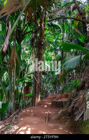 Endemic coco de mer (sea coconut) and other palm trees along the trail in Vallée de Mai (May Valley) in Praslin island, Seychelles Stock Photo