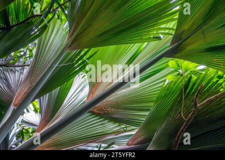 Coco de mer tree (sea coconut) giant palms leaves close up , Vallée de Mai, Seychelles Stock Photo