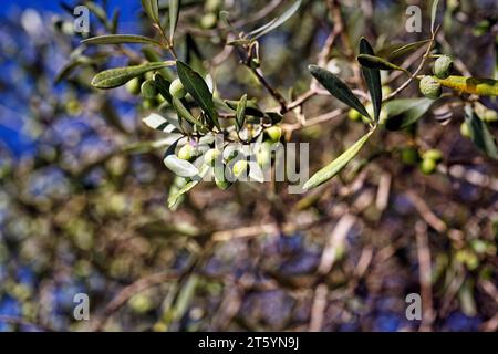 Unripe olives on a branch, olive branch, olive tree (Olea), olive tree, detail, symbolic image plant growth, ripening, autumn sun, Sardinia, Italy Stock Photo