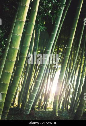 sunlight in bamboo trees forest Stock Photo