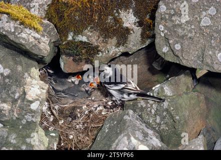 Pied Wagtail (Motacilla alba yarrellii) adult feeding well developed young in nest in drystone wall, Isle of Mull, Scotland, May 1984 Stock Photo