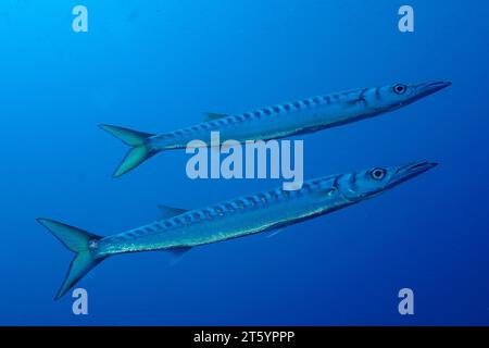 Two specimens of barracuda in the Mediterranean (Sphyraena sphyraena) near Hyeres. Dive site Giens Peninsula, Cote dAzur, France Stock Photo