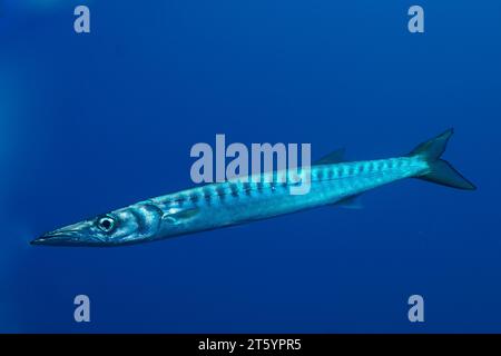 Barracuda in the Mediterranean Sea (Sphyraena sphyraena) near Hyeres. Dive site Giens Peninsula, Cote dAzur, France Stock Photo