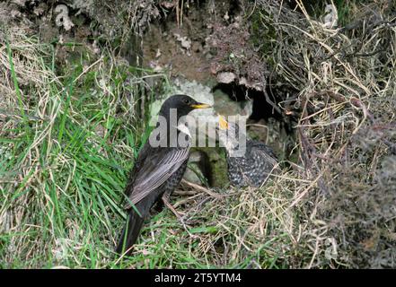 Ring Ouzel (Turdus torquatus) male feeding chicks in nest built on a ledge above moorland stream, Midlothian, Scotland, May 1986 Stock Photo