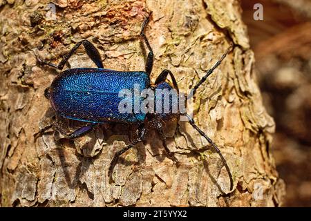 Blue-violet disc longhorn beetle (Callidium violaceum), also called violet longhorn beetle on tree bark, Witten, North Rhine-Westphalia, Germany Stock Photo