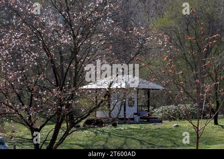 A growing sakura tree and blossoming buds in a Japanese garden. A Japanese traditional tea house. Picturesque landscape with spring trees. The Main Bo Stock Photo