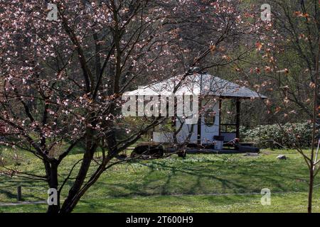 A growing sakura tree and blossoming buds on a spring day in a Japanese garden. A Japanese traditional tea house. The Main Botanical Garden of the Rus Stock Photo